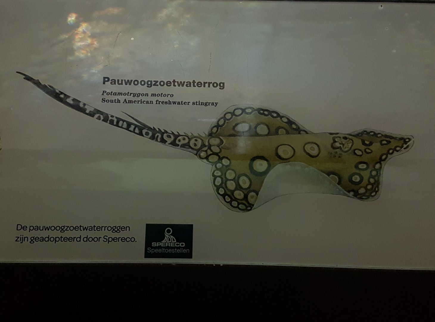 Sign Peacock freshwater-ray