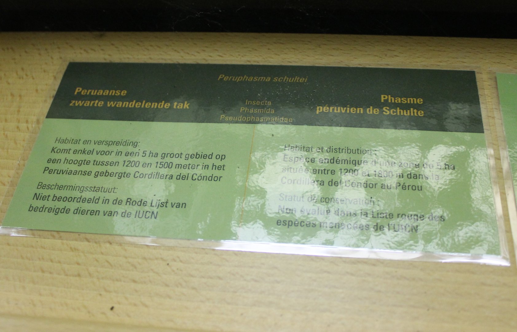 Sign Peruphasma schultei