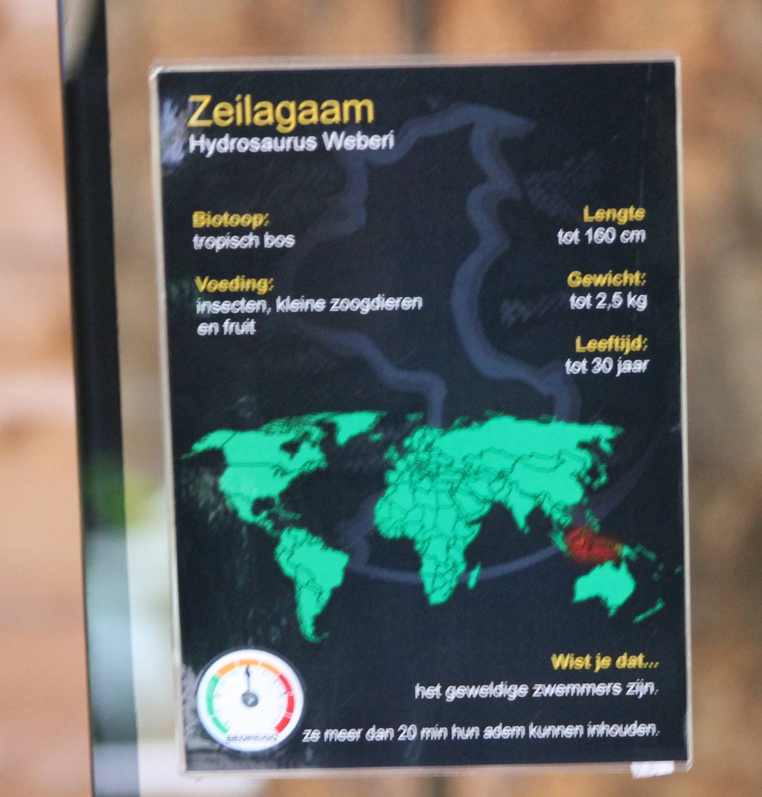 Sign Philippine sailfin lizard