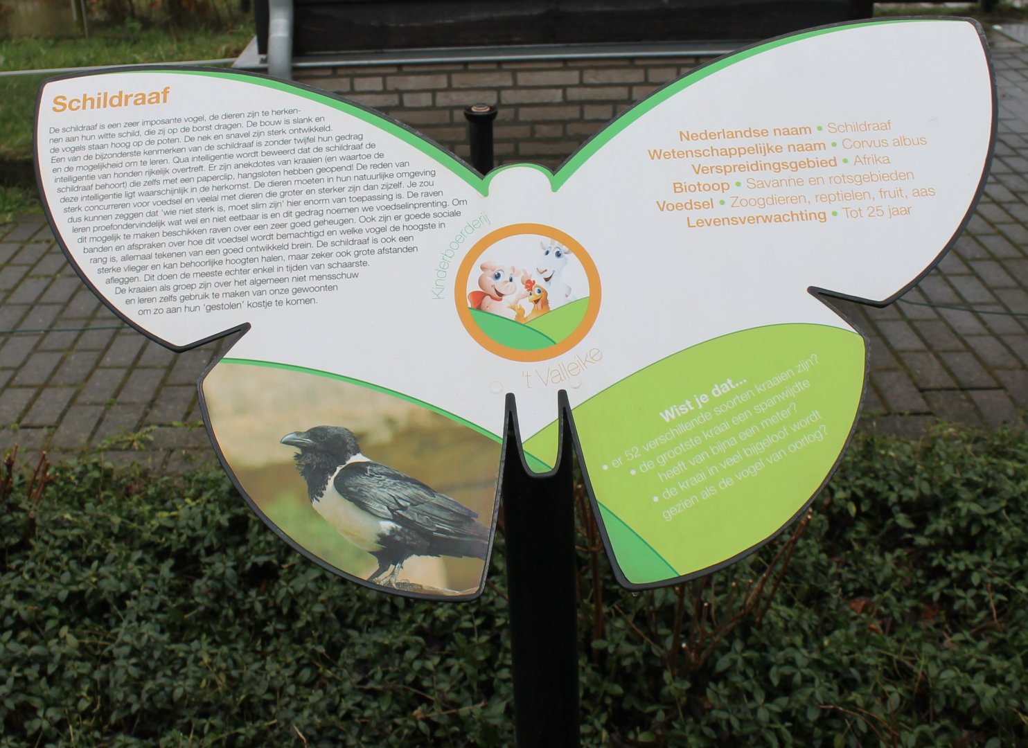 Sign Pied crow - Corvus albus