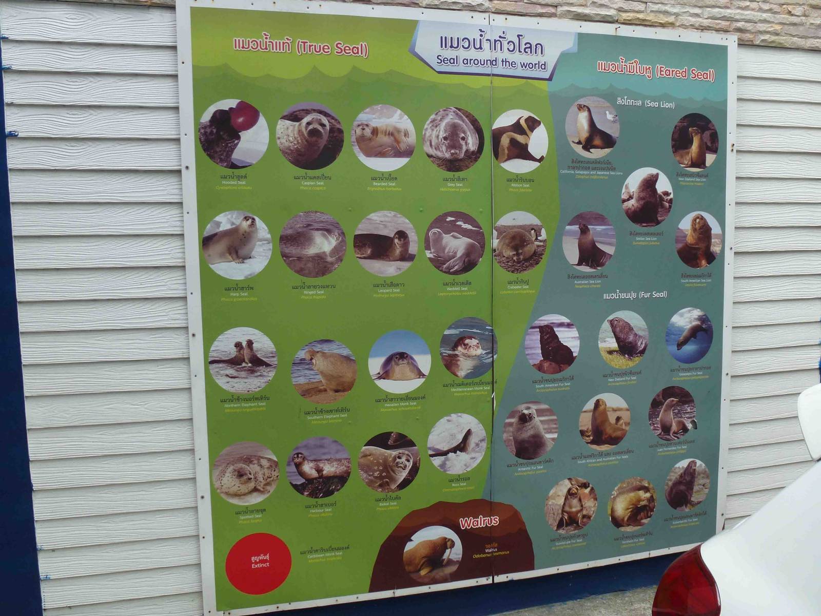 Sign - pinnipeds of the world, July 2013.