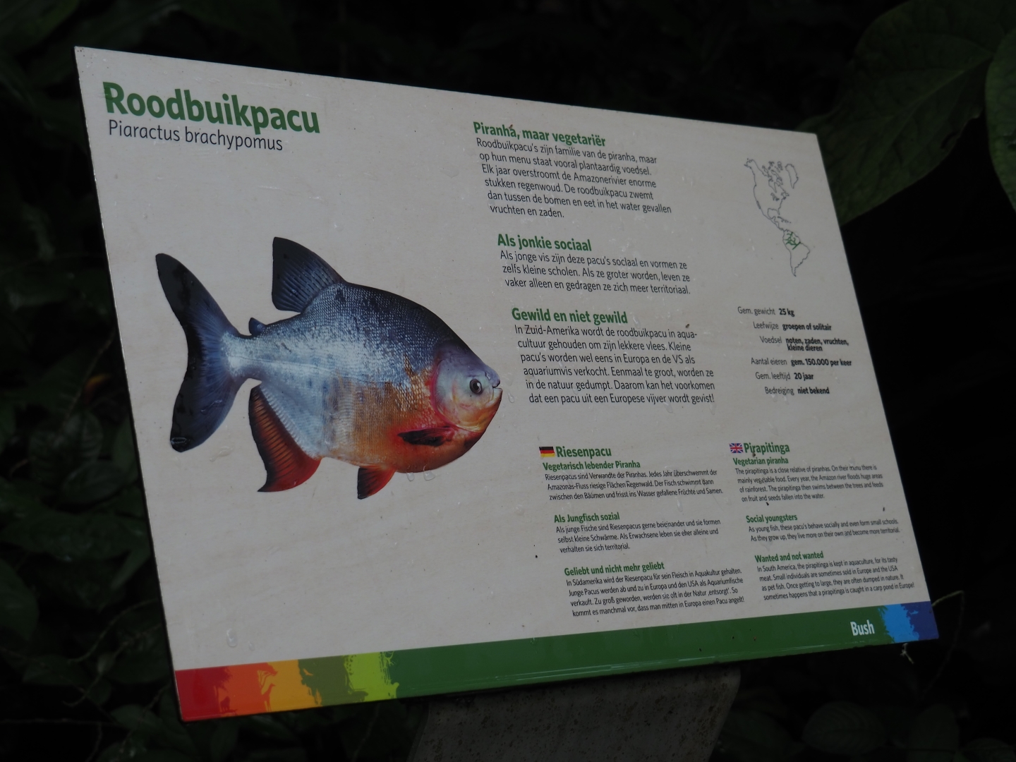 Sign pirapitinga (Sep 16th, 2018)