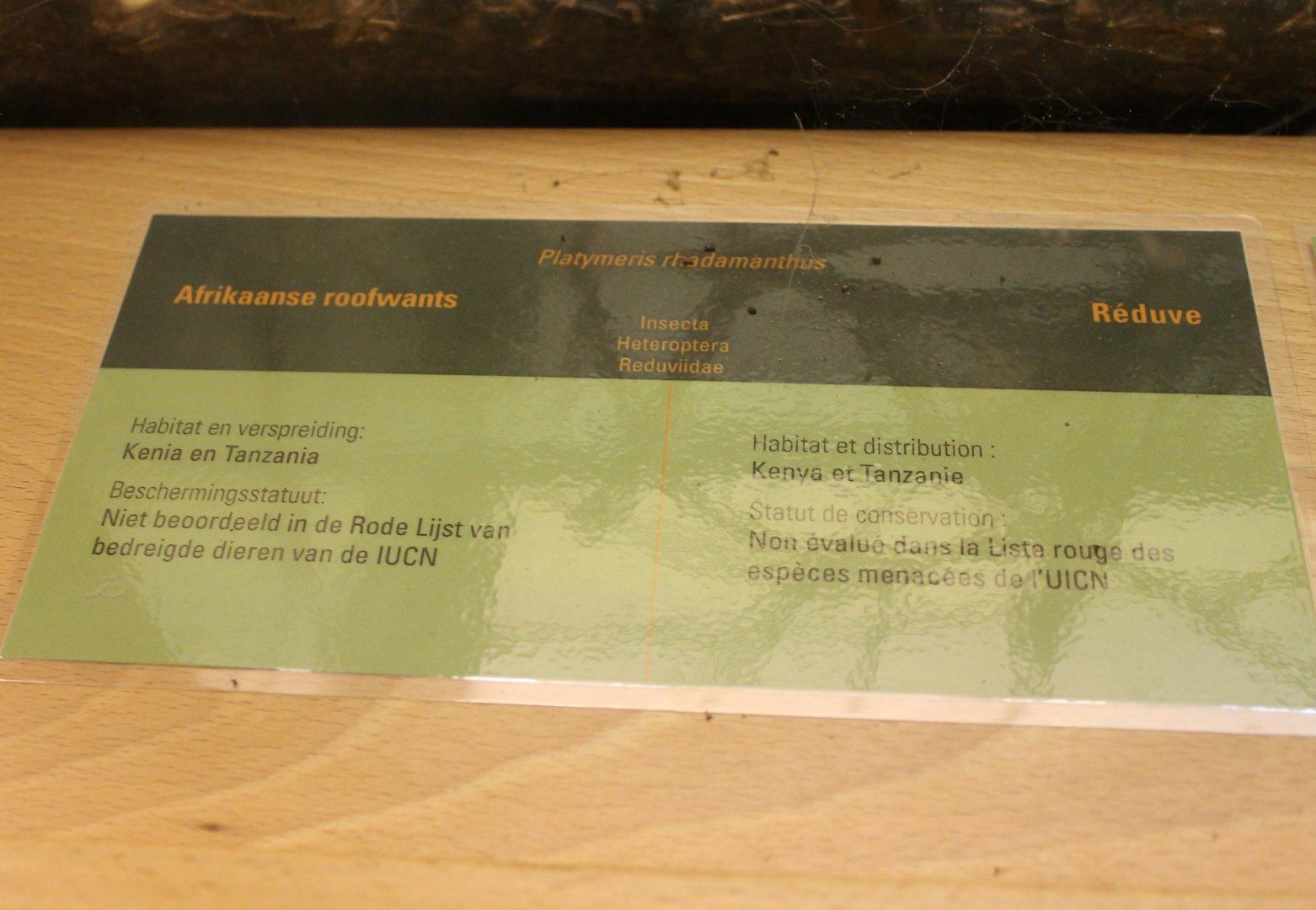 Sign Platymeris rhadamanthus