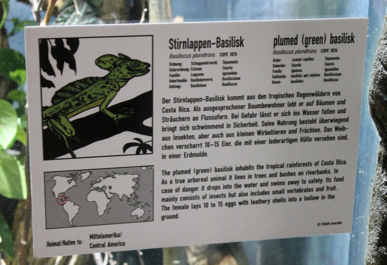 Sign Plumed basilisk