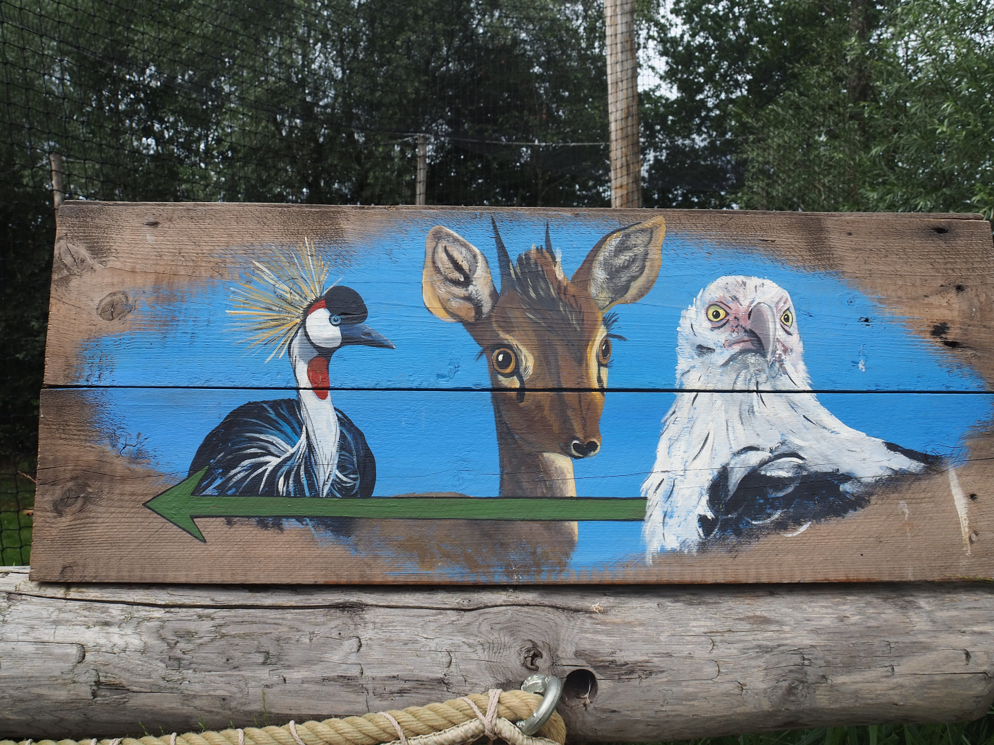 Sign pointing towards Kirk's dik-dik - Palm-nut vulture - East African grey crowned crane - Hooded vulture aviary, 2019-08-11