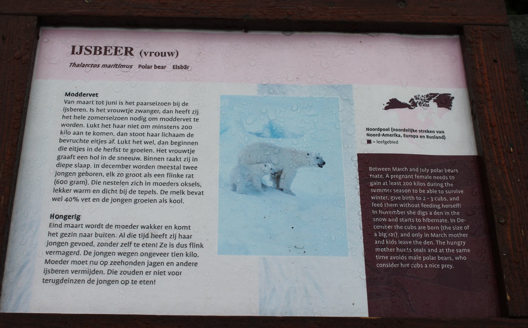 Sign Polar bear