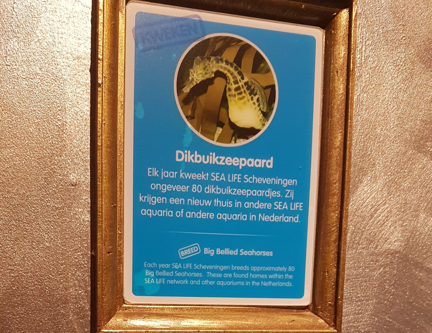 Sign Pot-bellied seahorse - Hippocampus abdominalis