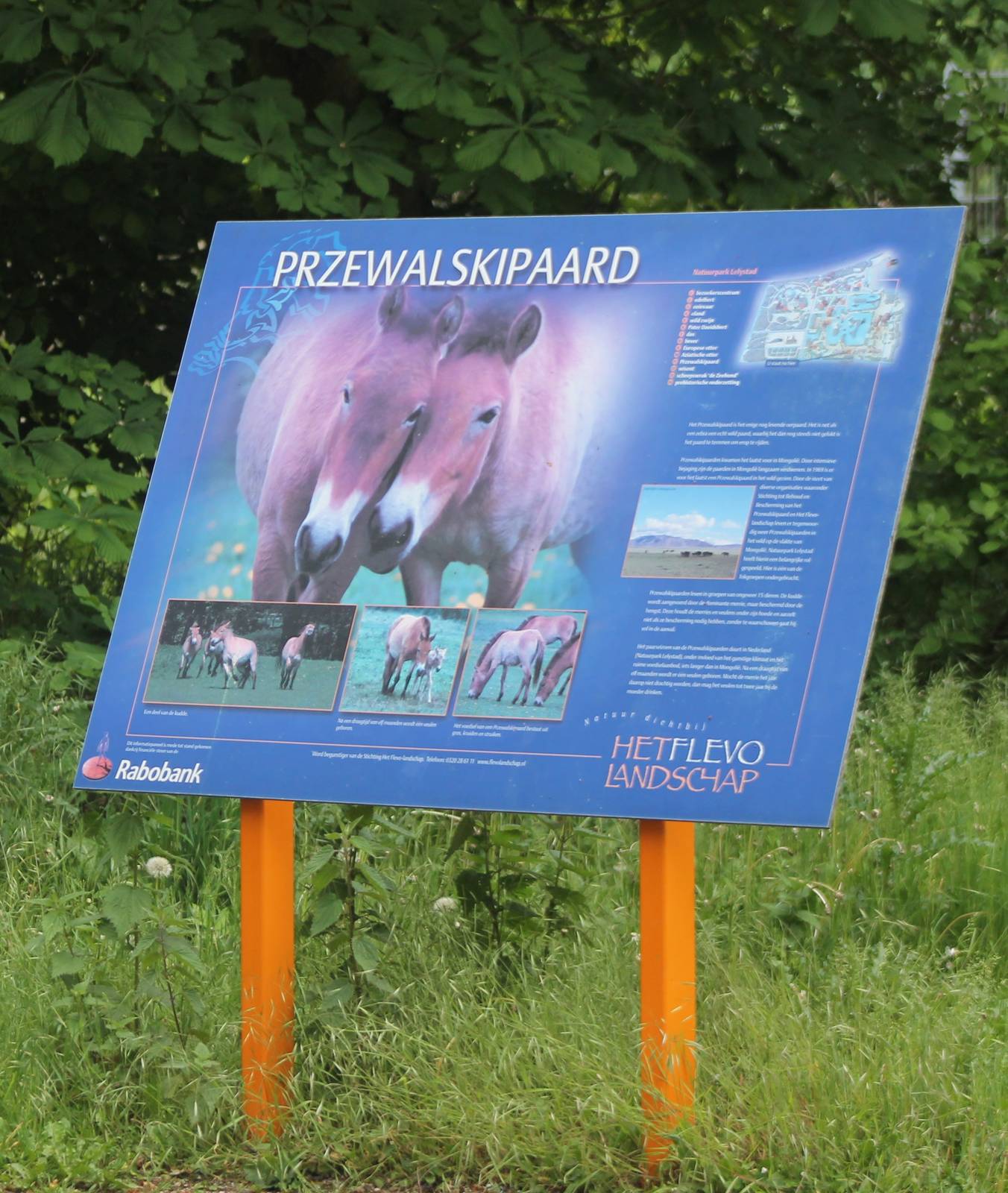 Sign Przewalski horse