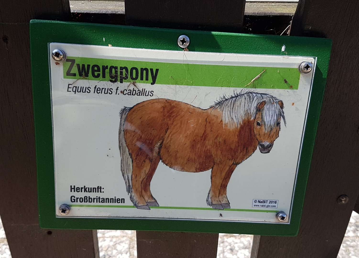 Sign Pygmy pony