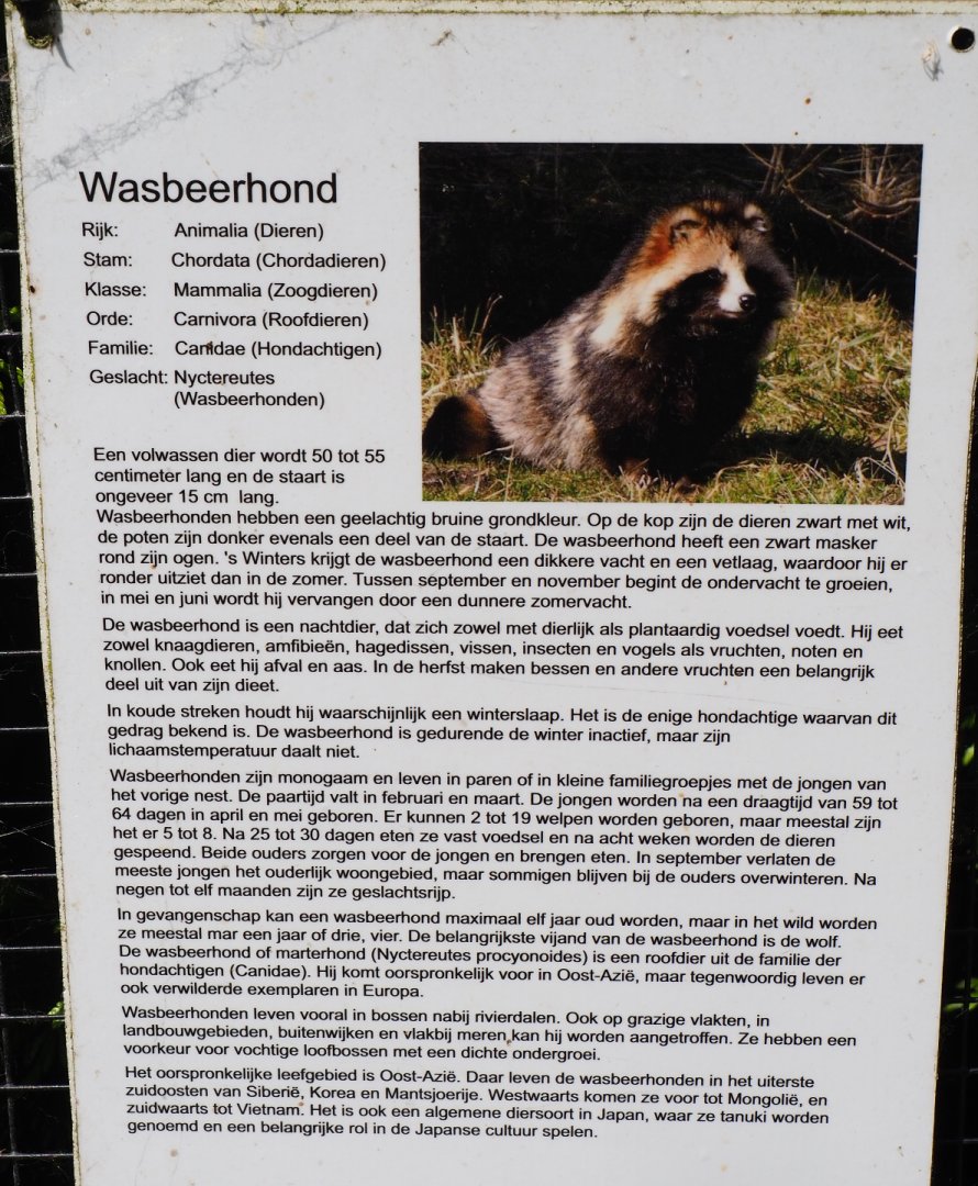 Sign Raccoon dog, 2019-06-01