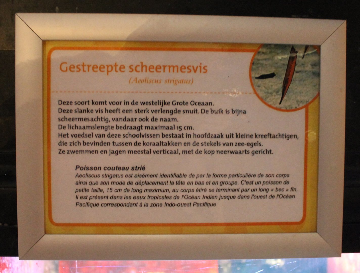 Sign Razor-blade-fish