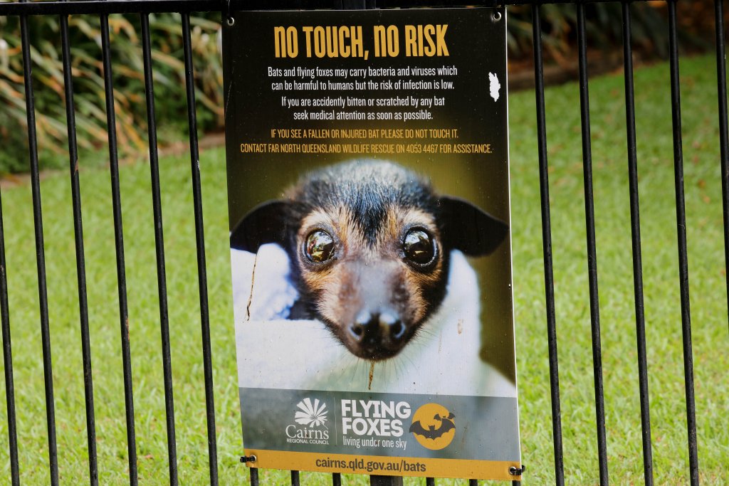 Sign re Cairns Fruit Bats