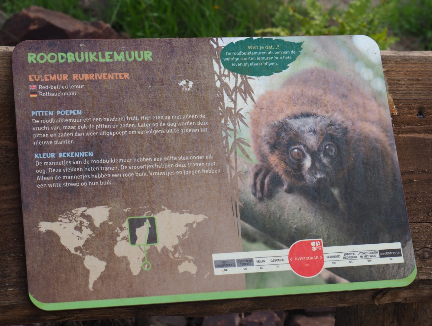 Sign Red-bellied lemur, 2019-08-11