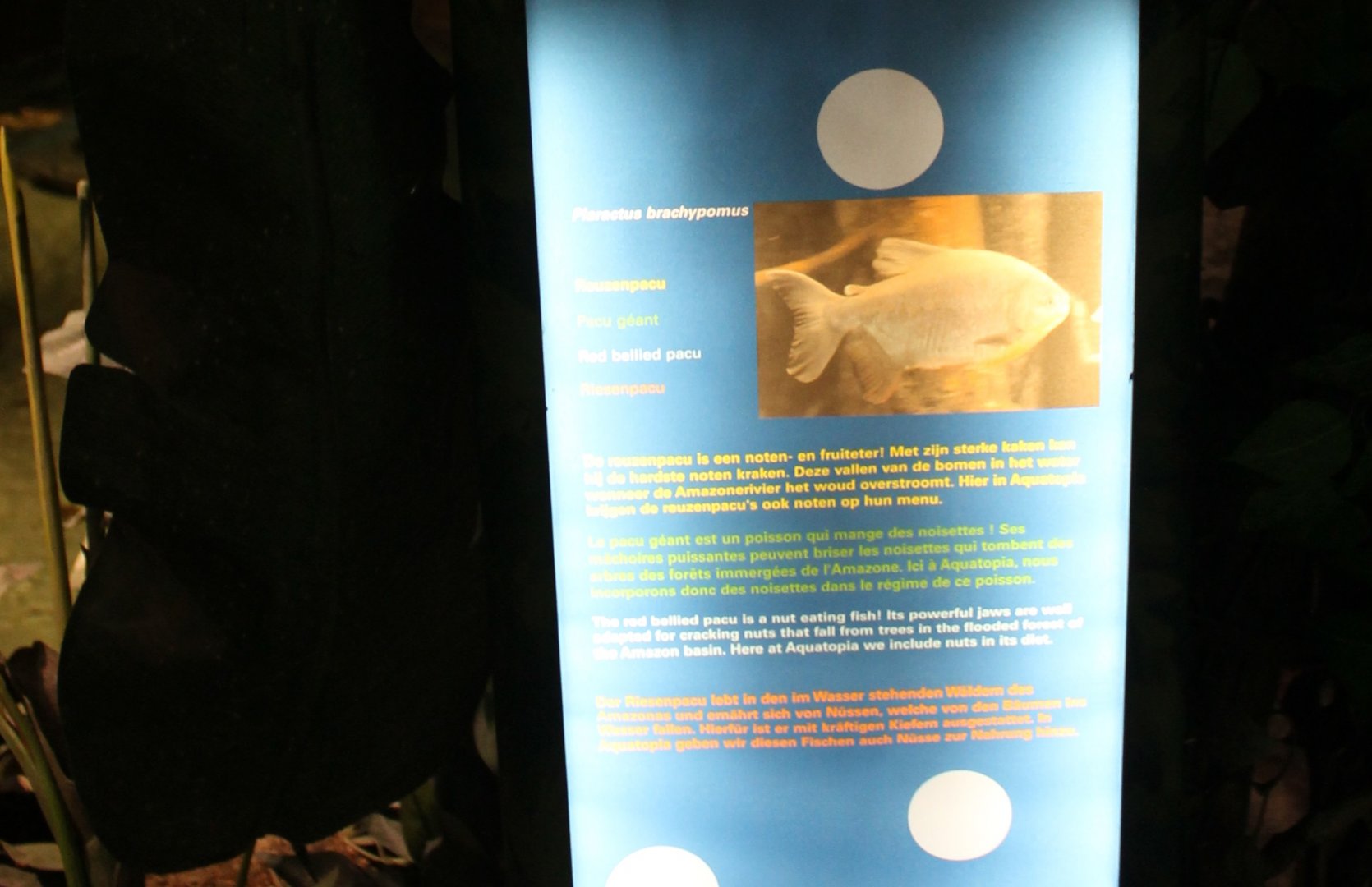 Sign Red-bellied pacu