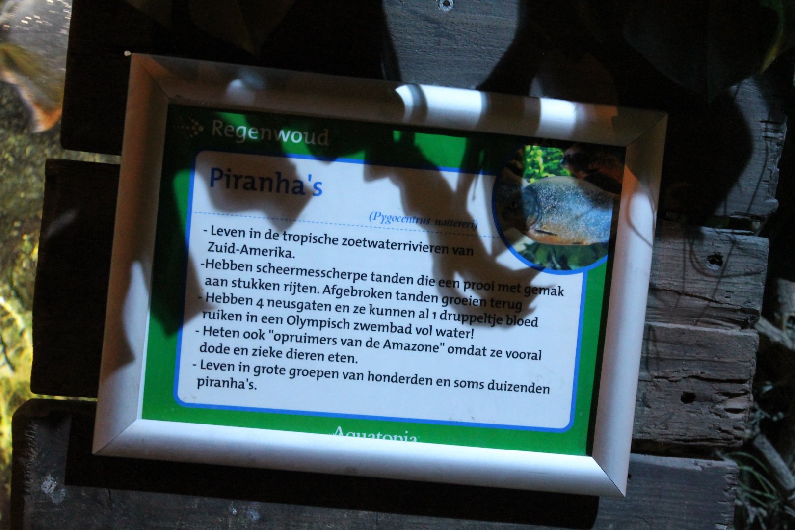 Sign Red-bellied piranha