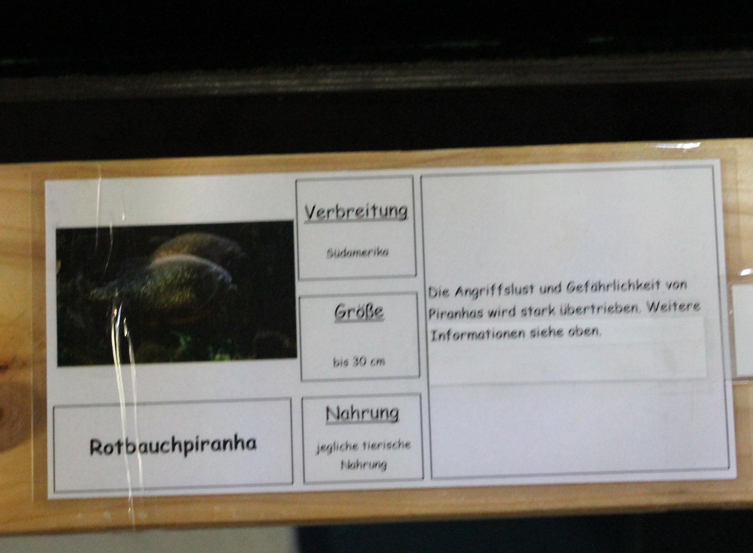 Sign Red-bellied piranha