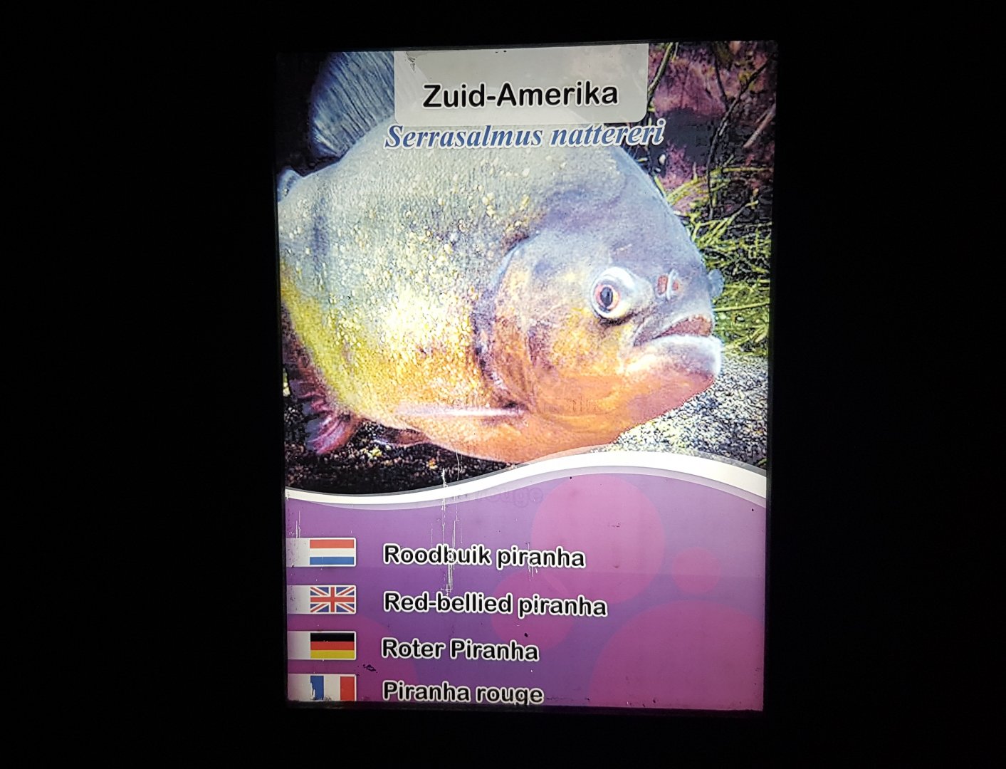 Sign Red-bellied piranha