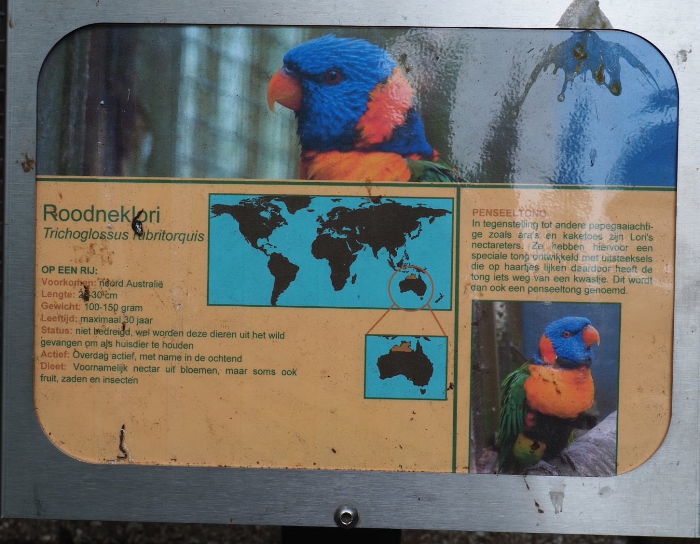 Sign Red-collared lorikeet, 2019-05-25