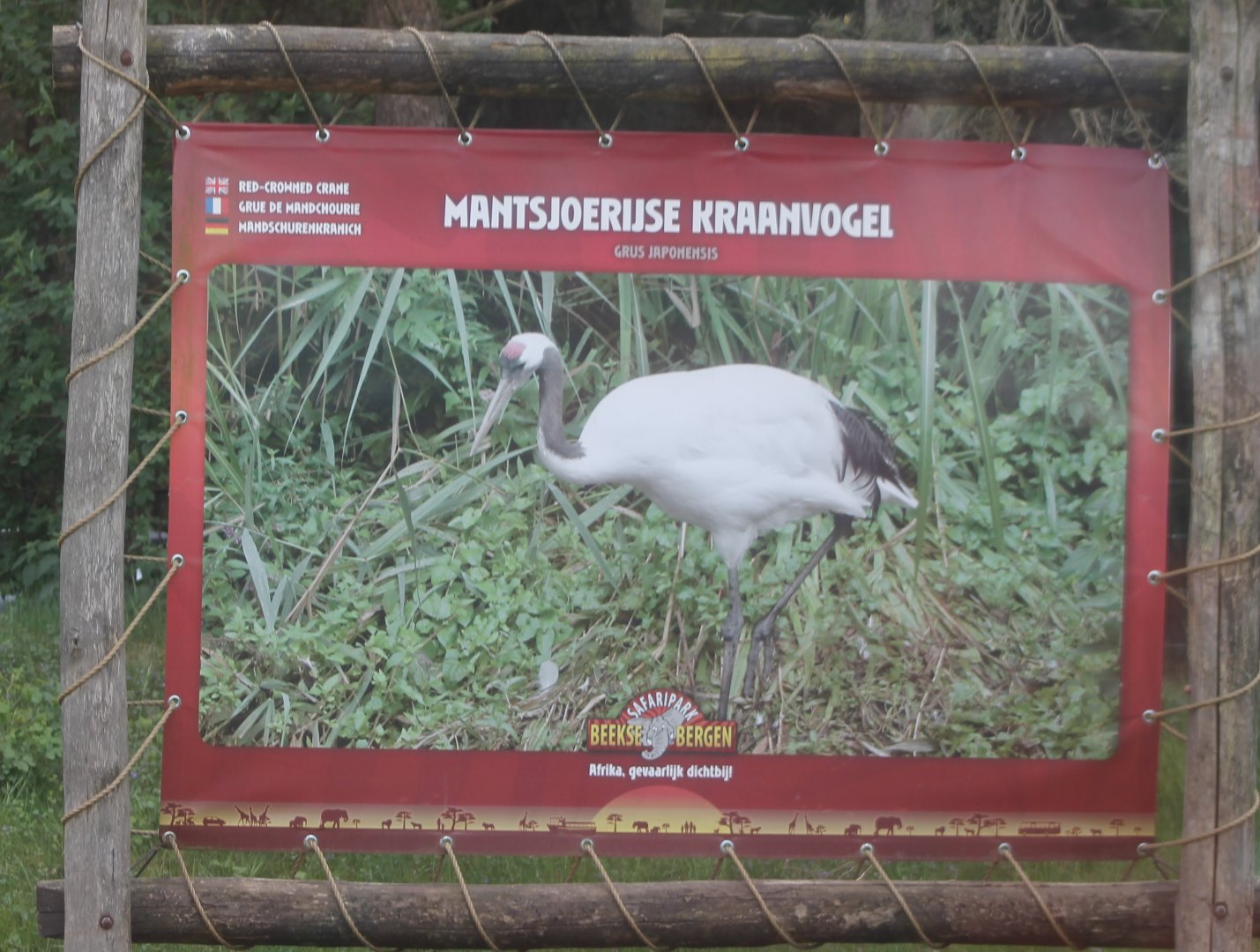 Sign Red-crowned crane