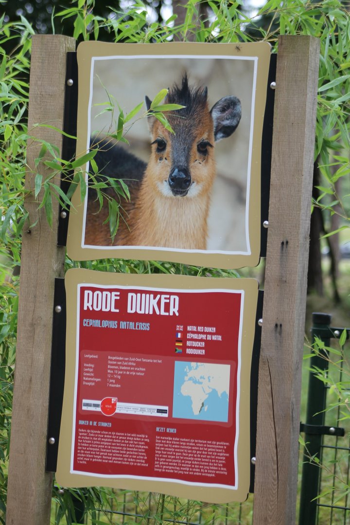 Sign Red duiker