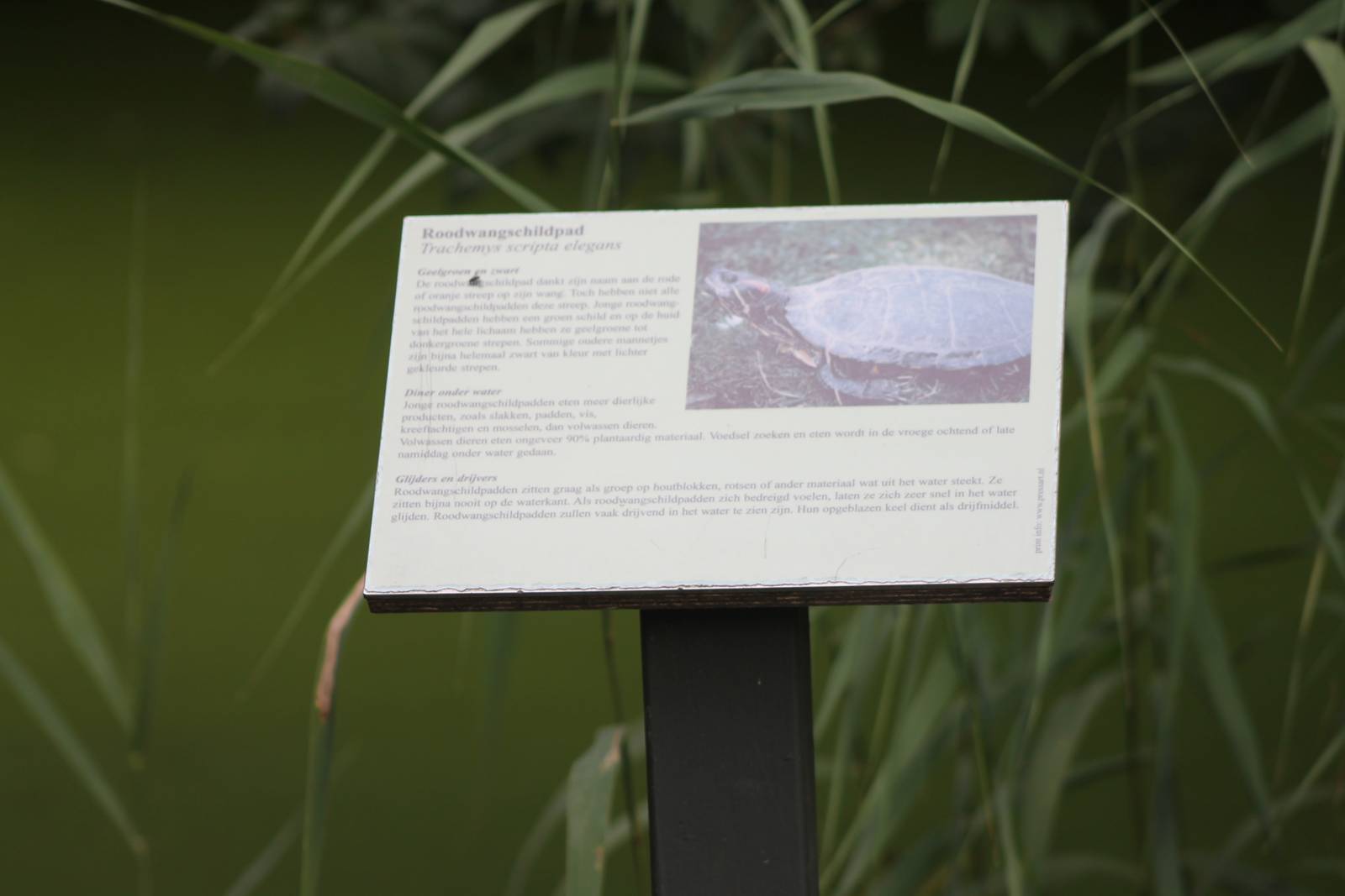 Sign Red-eared slider