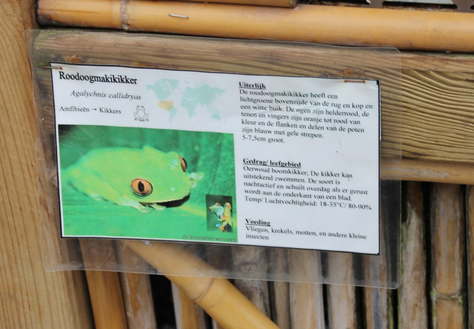 Sign Red-eyed tree frog