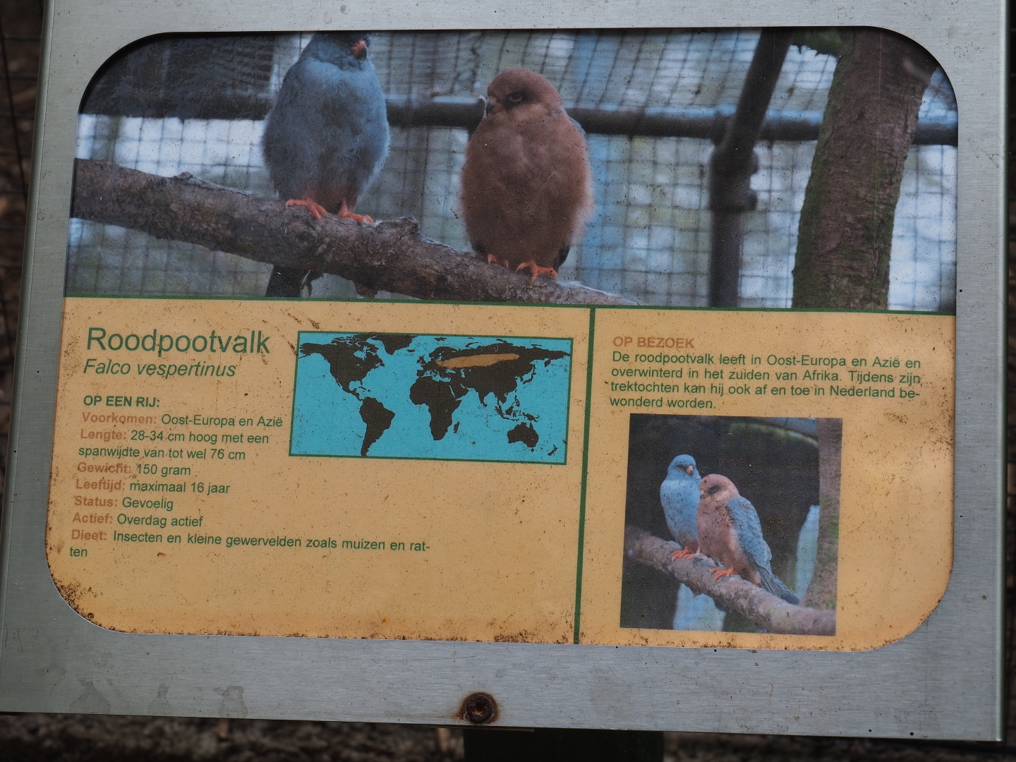Sign Red-footed falcon, 2019-05-25