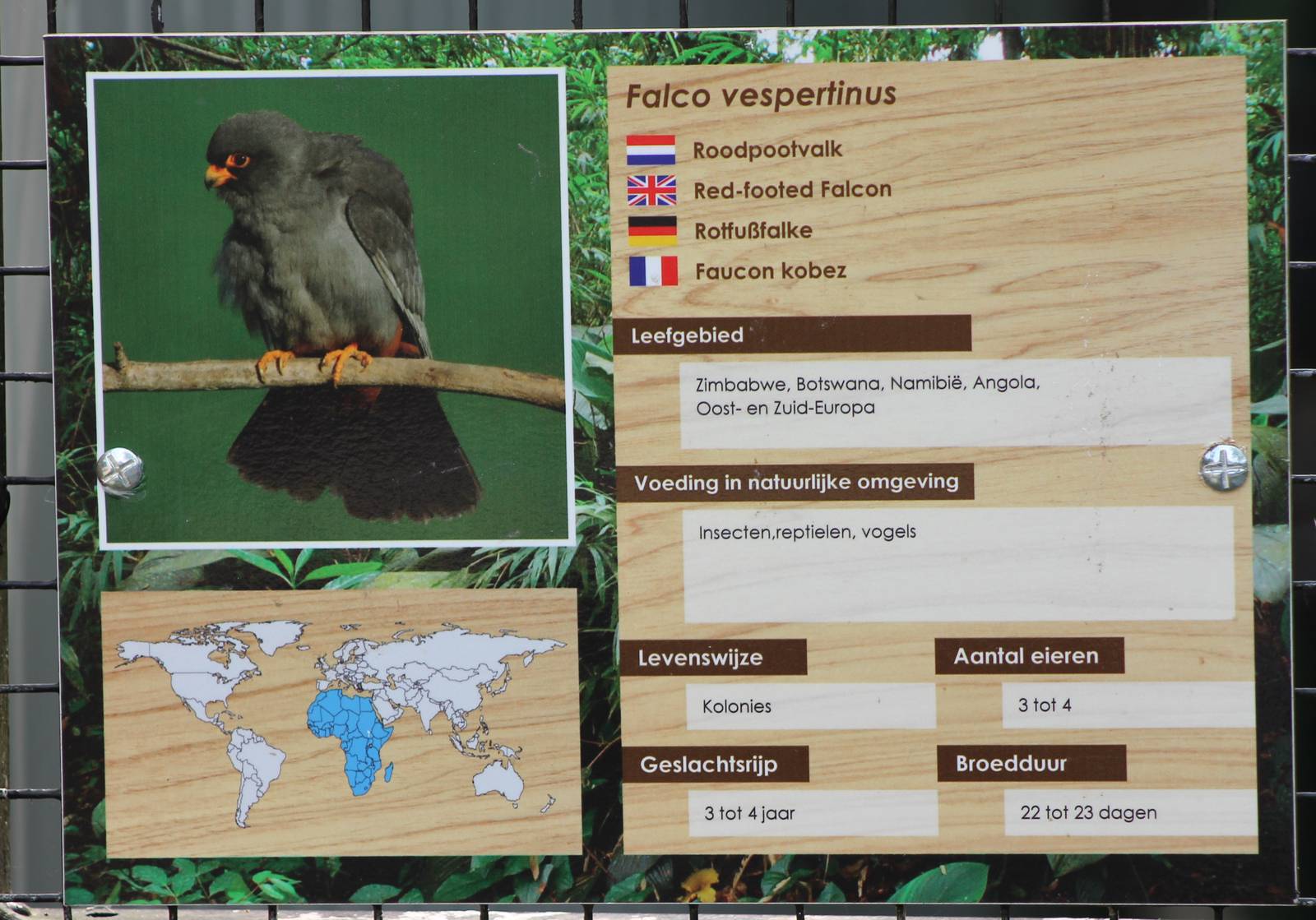 Sign Red-footed falcon