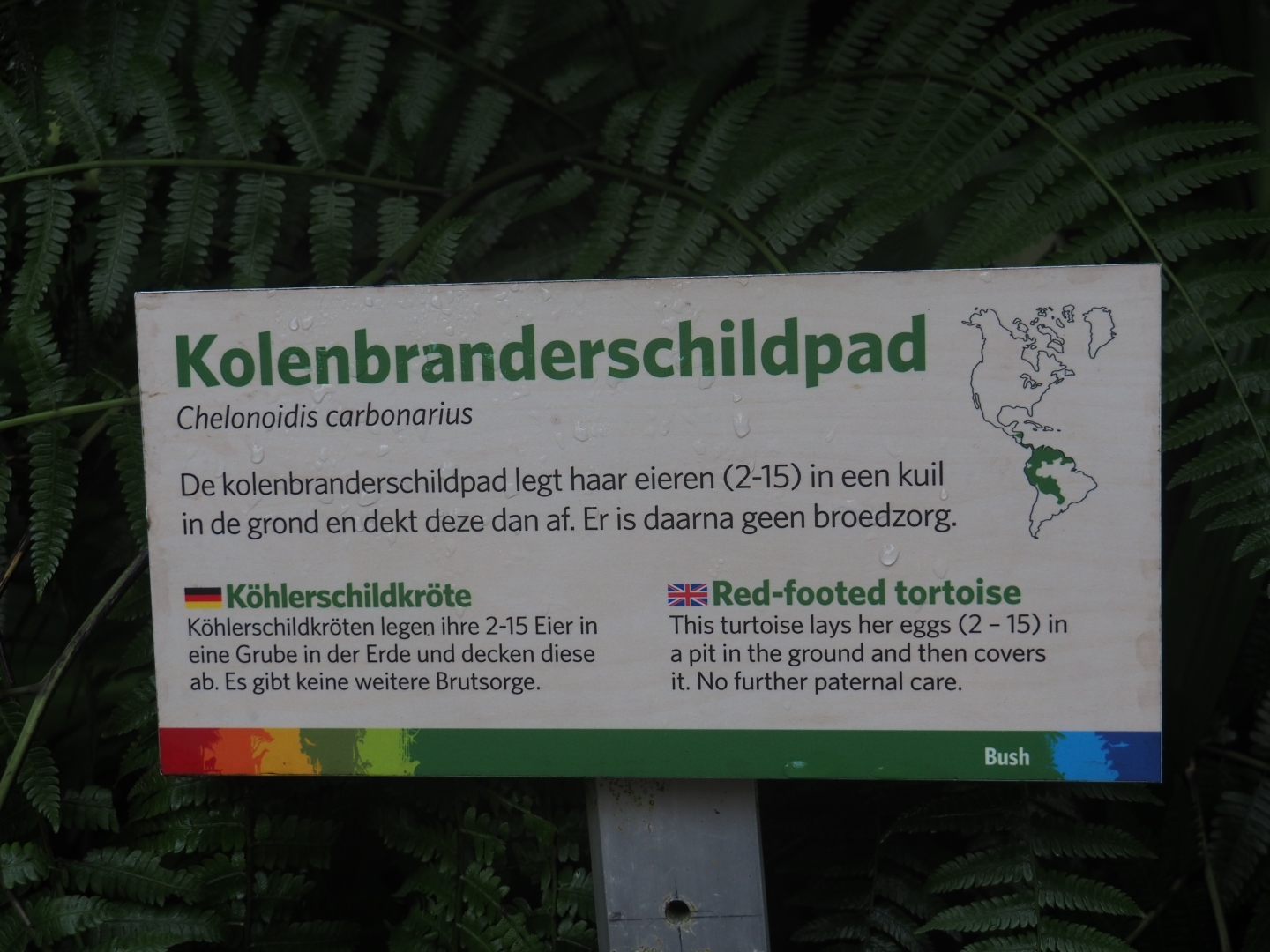 Sign red-footed tortoise (Sep 16th, 2018)