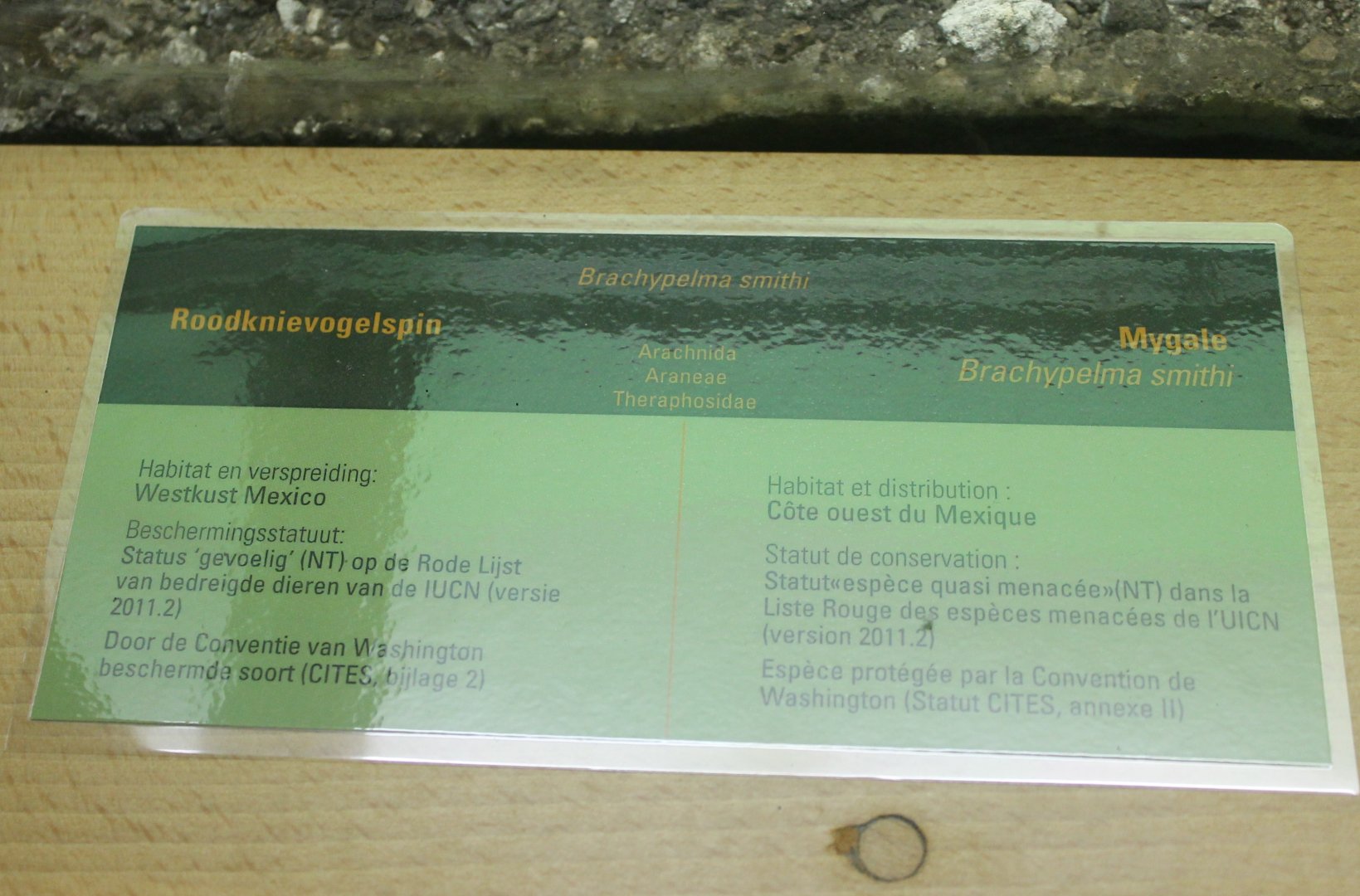 Sign Red-knee tarantula