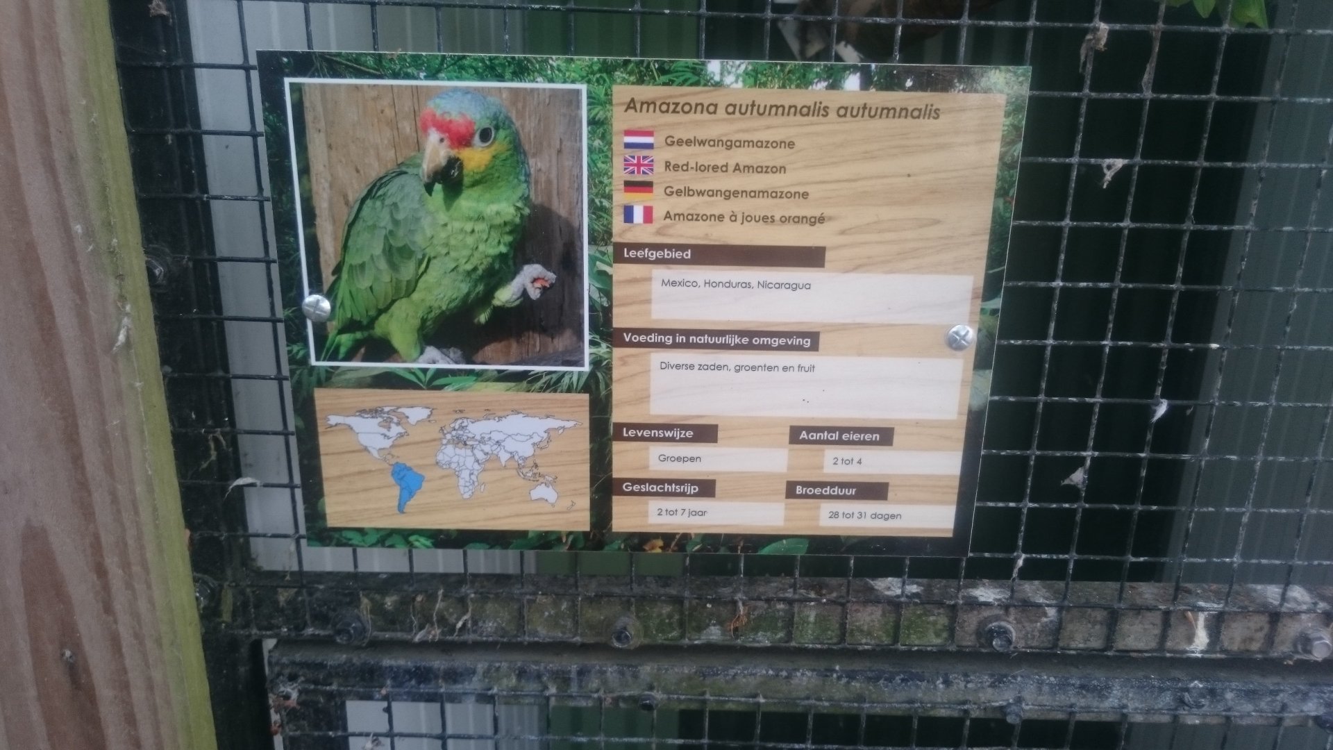 Sign Red-lored amazon