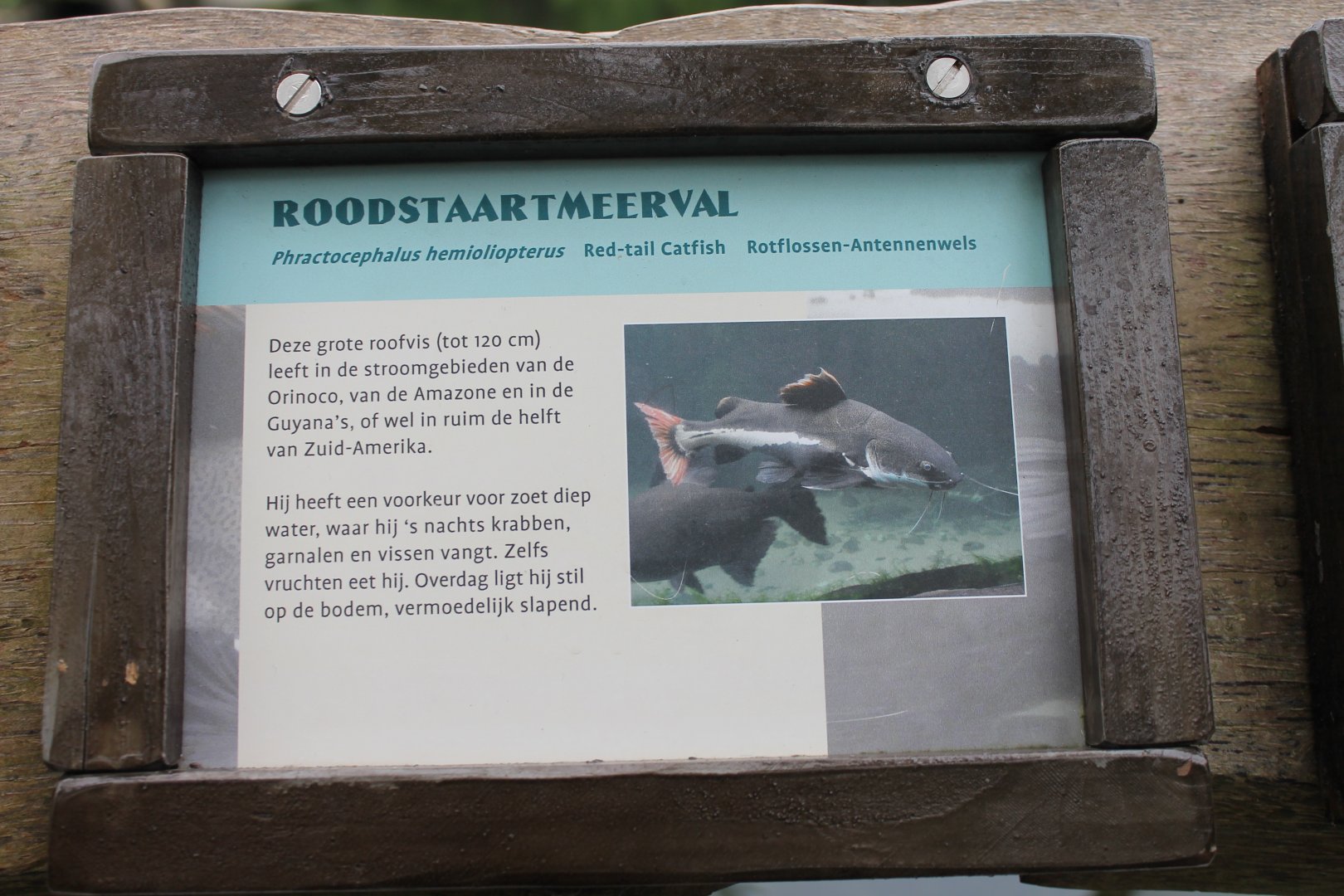 Sign Red-tailed catfish