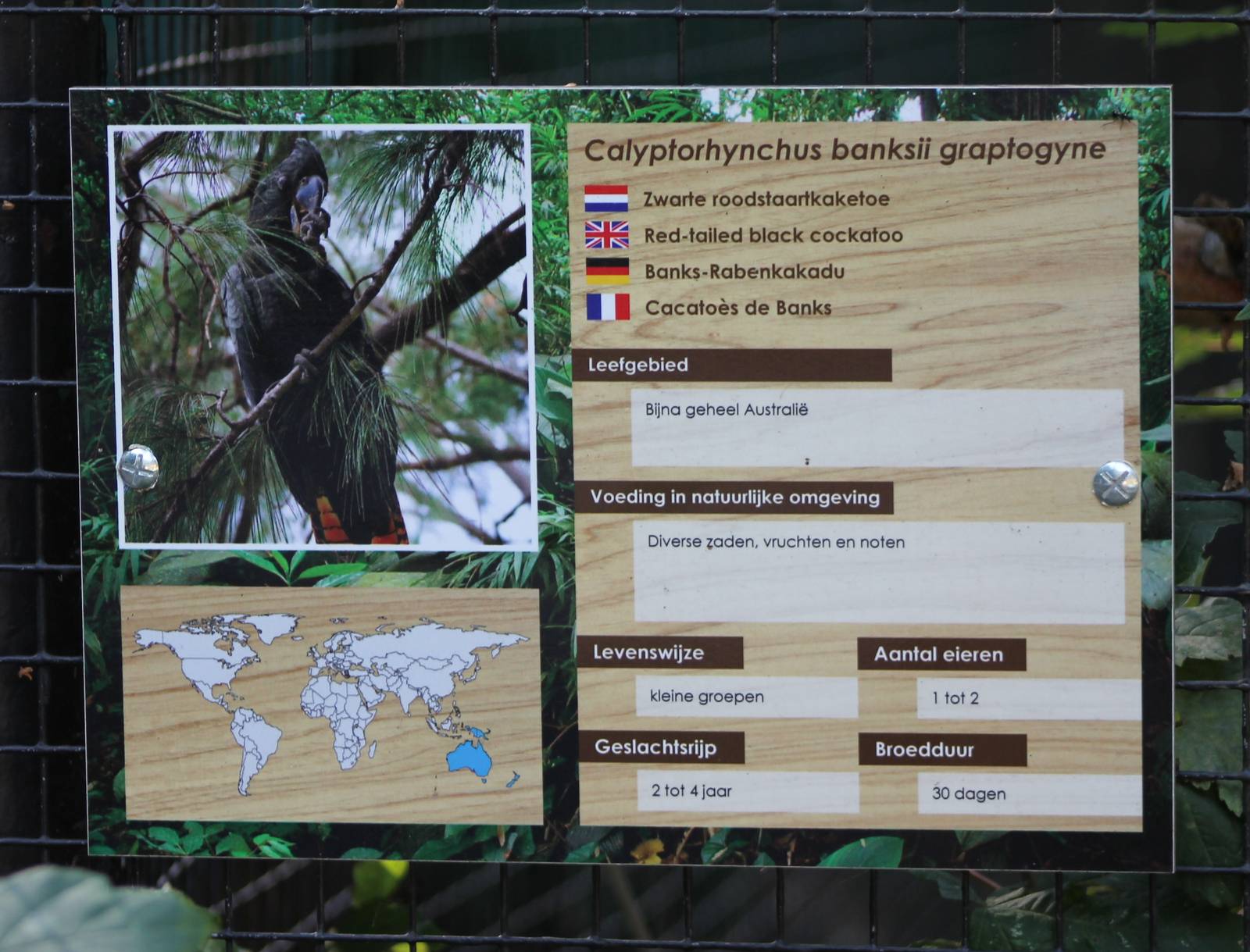 Sign Red-tailed cockatoo