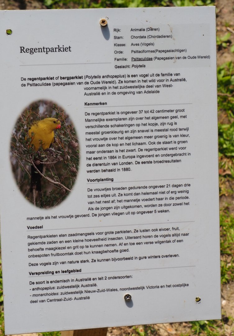 Sign Regent parrot, 2019-06-01