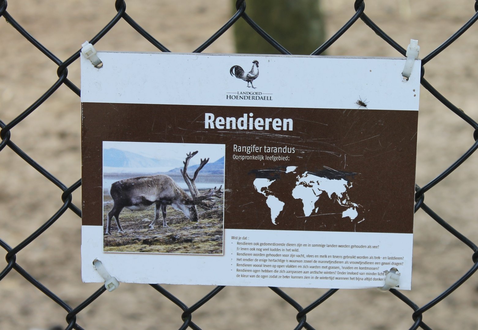Sign Reindeer