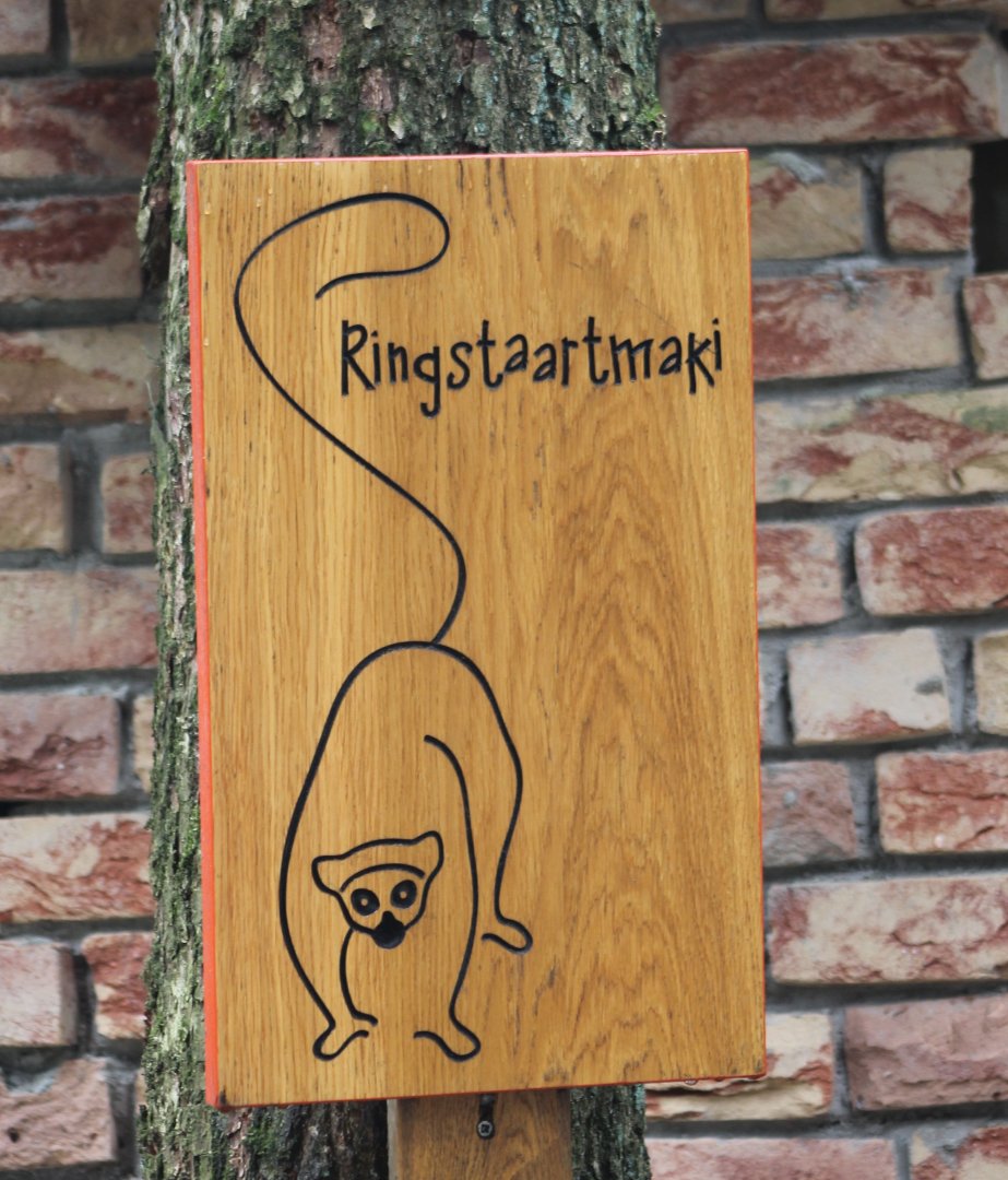 Sign'  Ring-tailed lemur