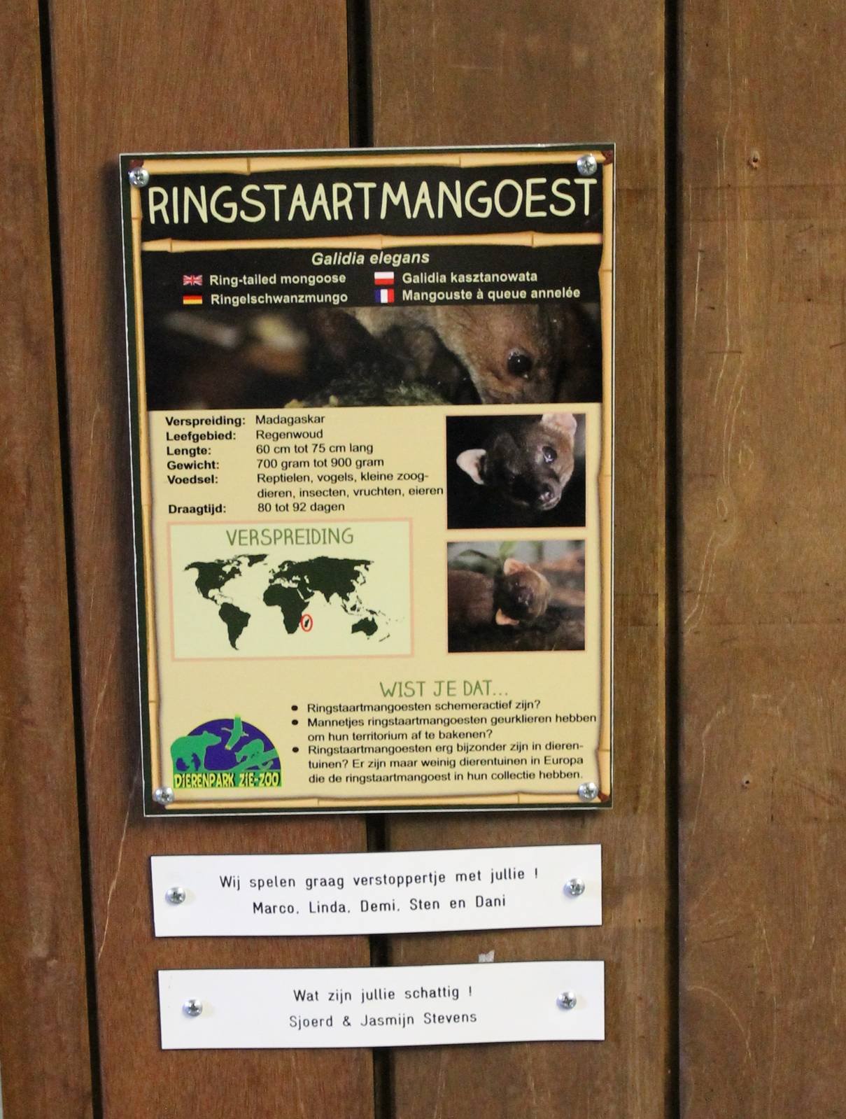 Sign Ring-tailed mongoose