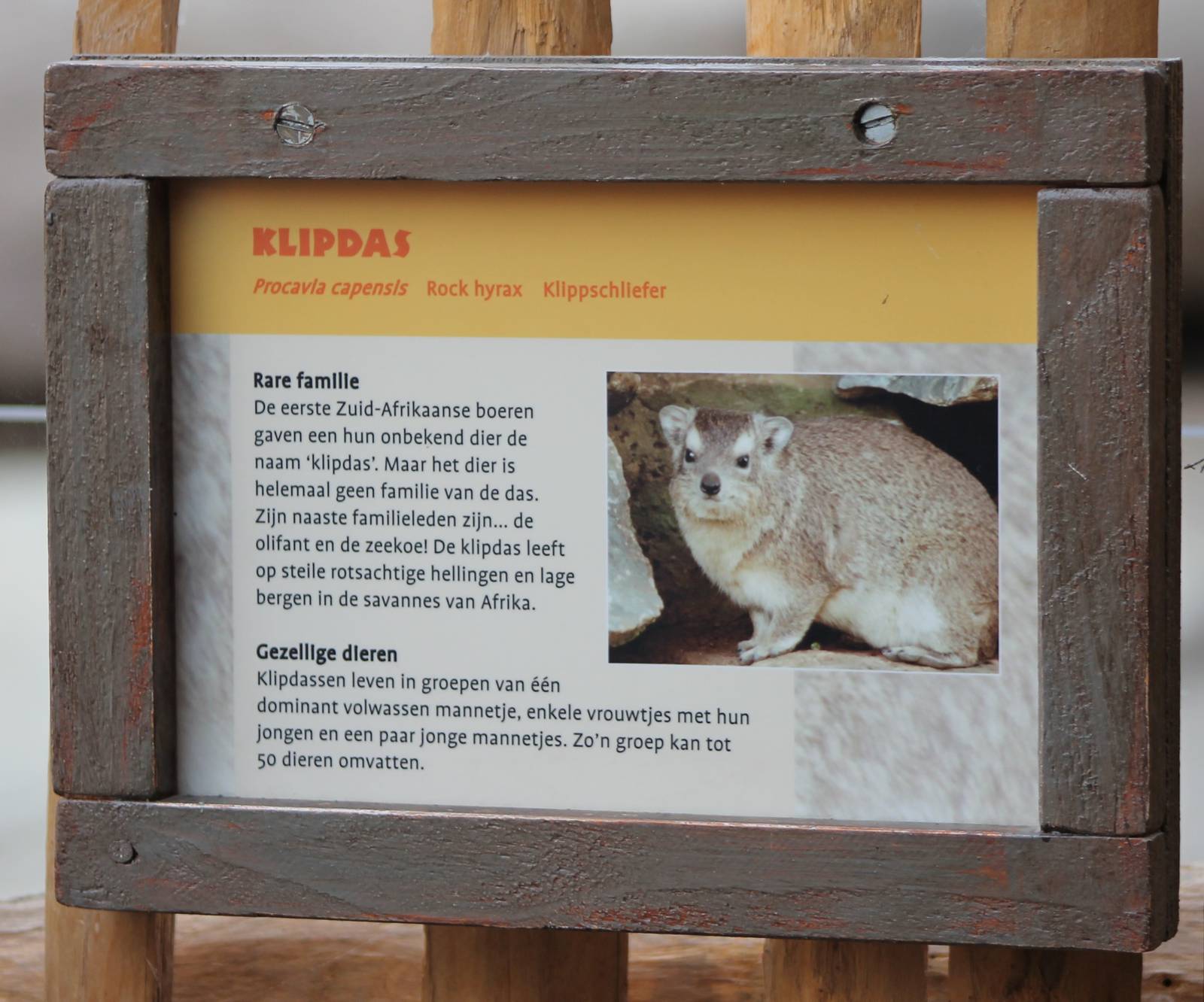 Sign Rock hyrax