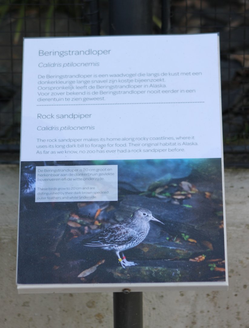 Sign Rock sandpiper