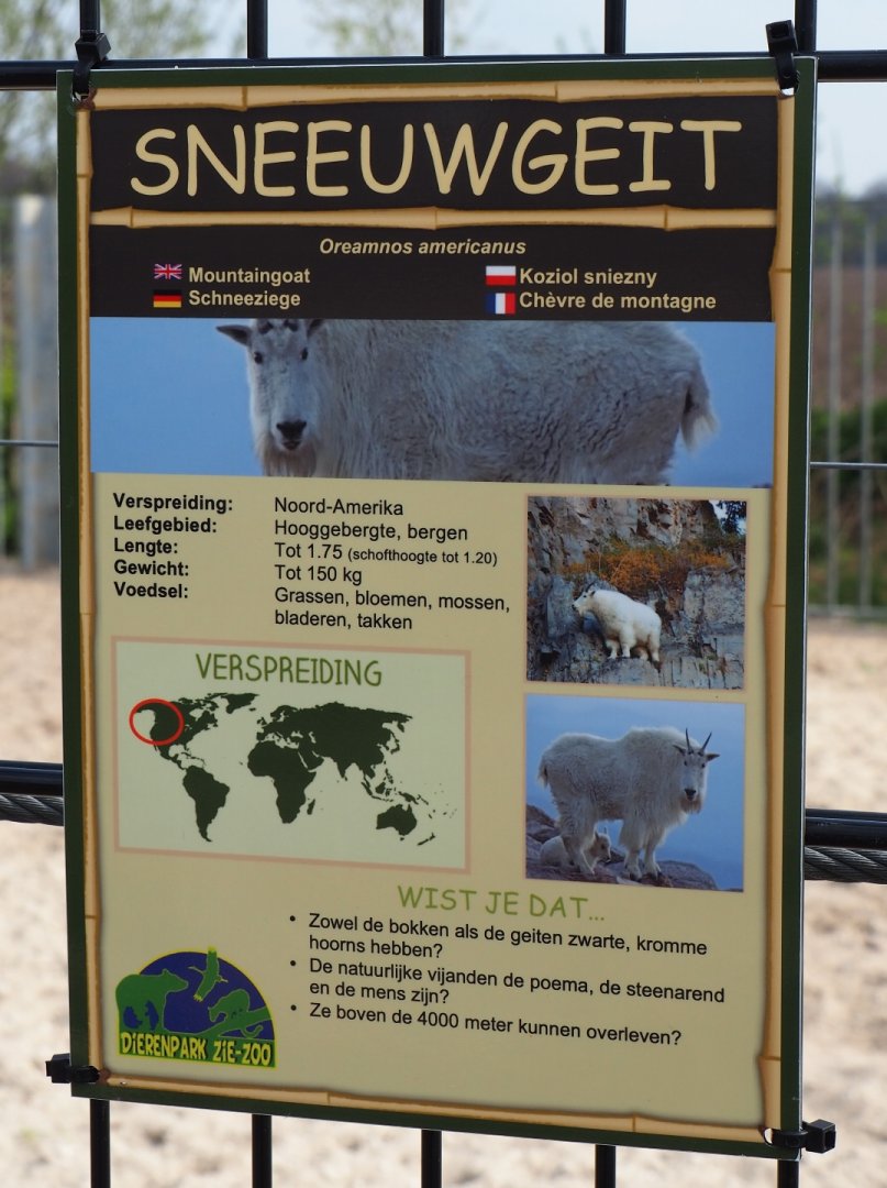 Sign Rocky Mountain goat (Oreamnos americanus), 2019-04-06