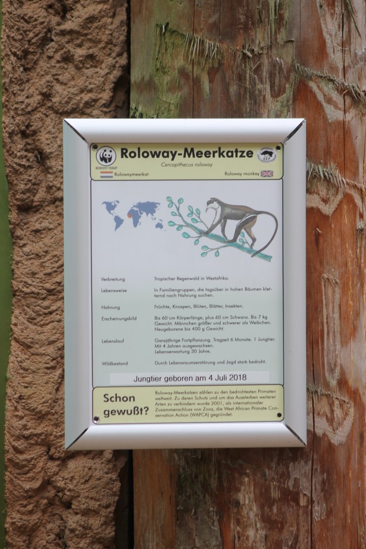 Sign Roloway monkey - with birth-note