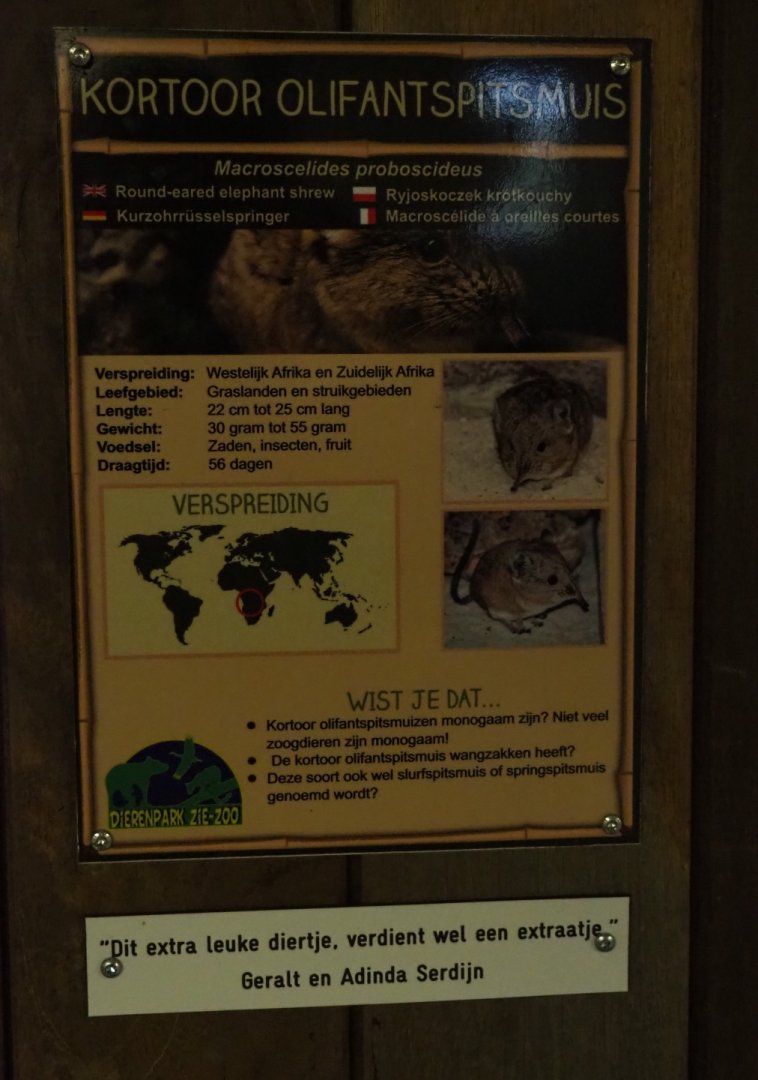 Sign Round-eared elephant shrew, 2019-04-06