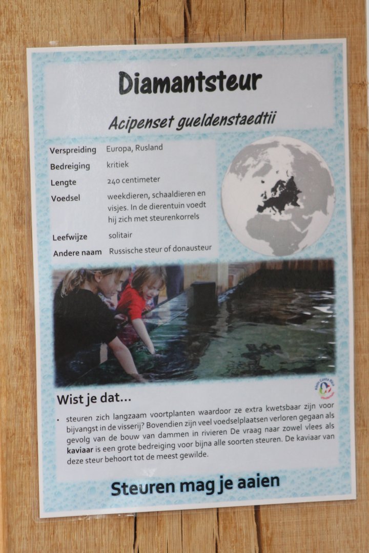 Sign Russian sturgeon