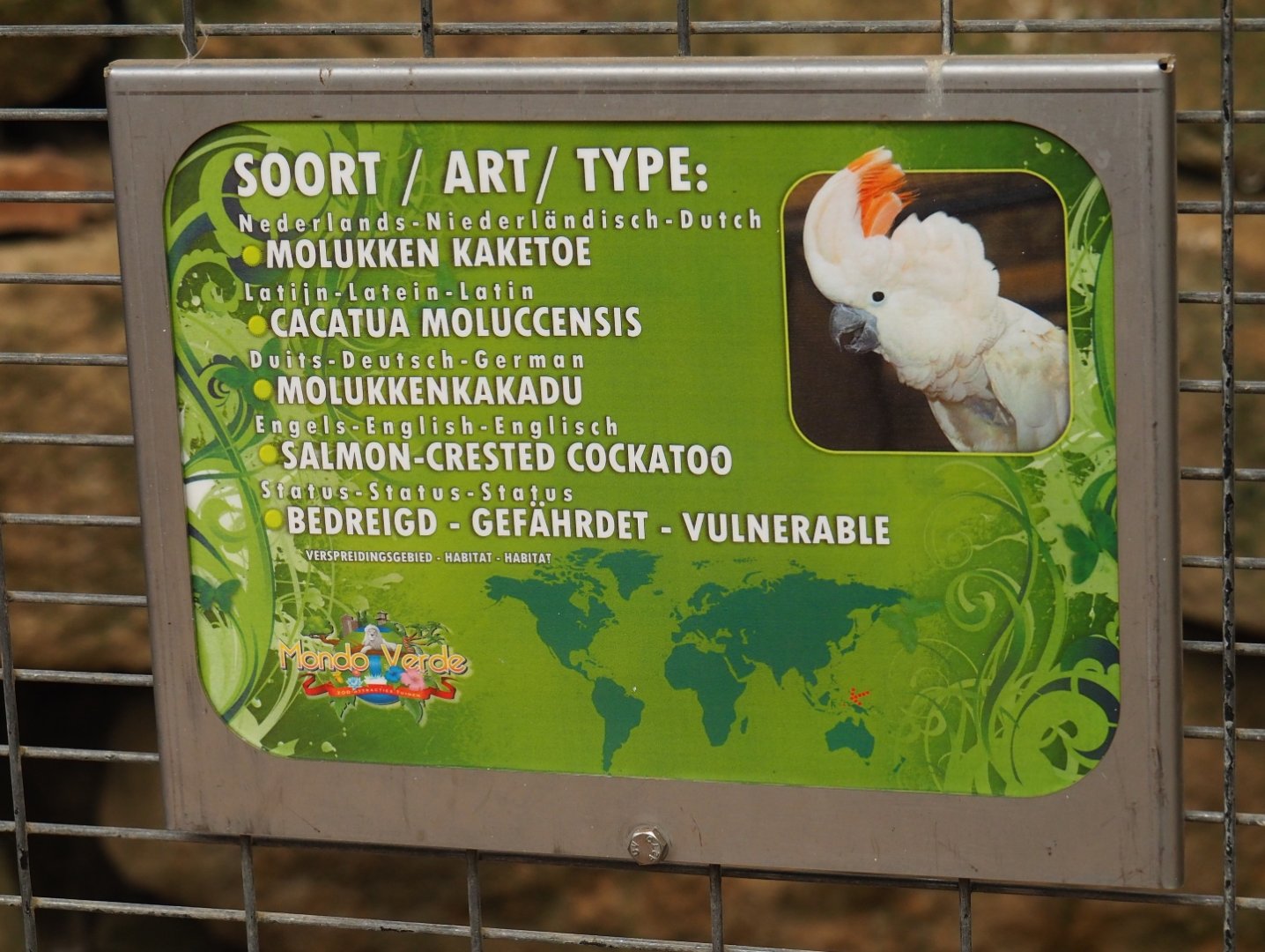 Sign Salmon-crested or Moluccan cockatoo