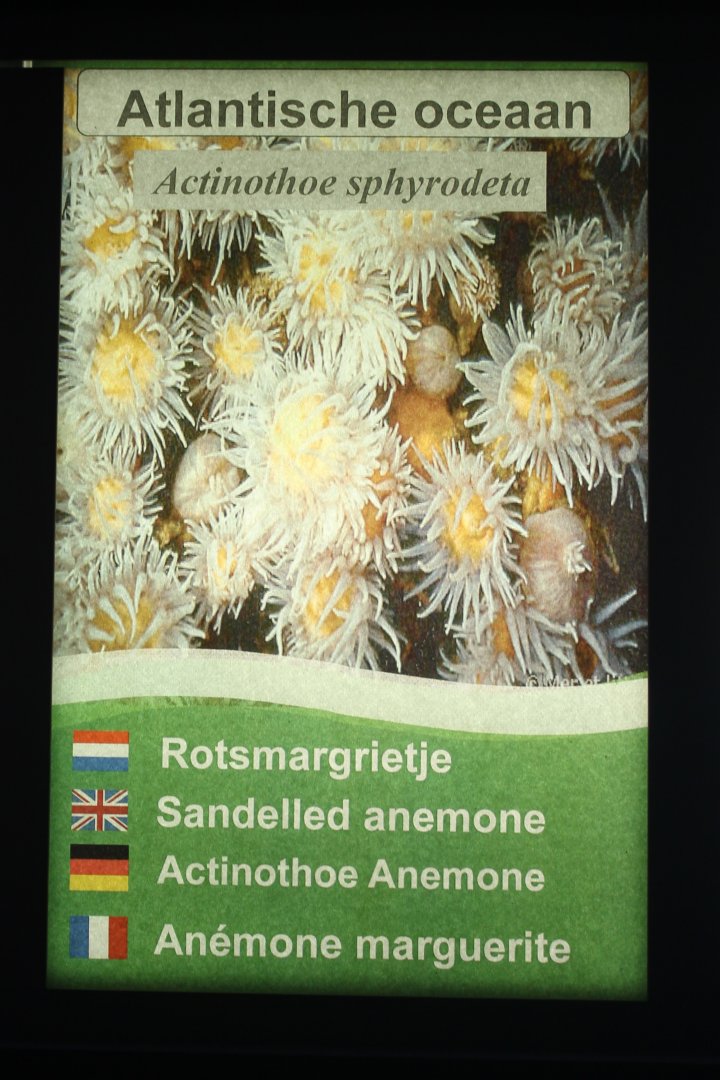 Sign Sandelled anemone