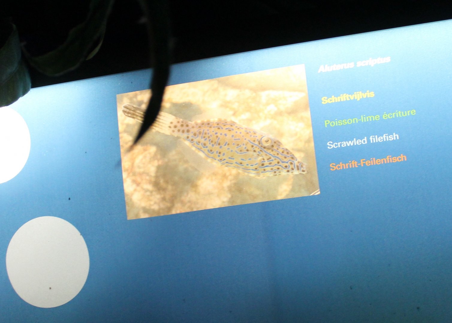 Sign Scrawled filefish