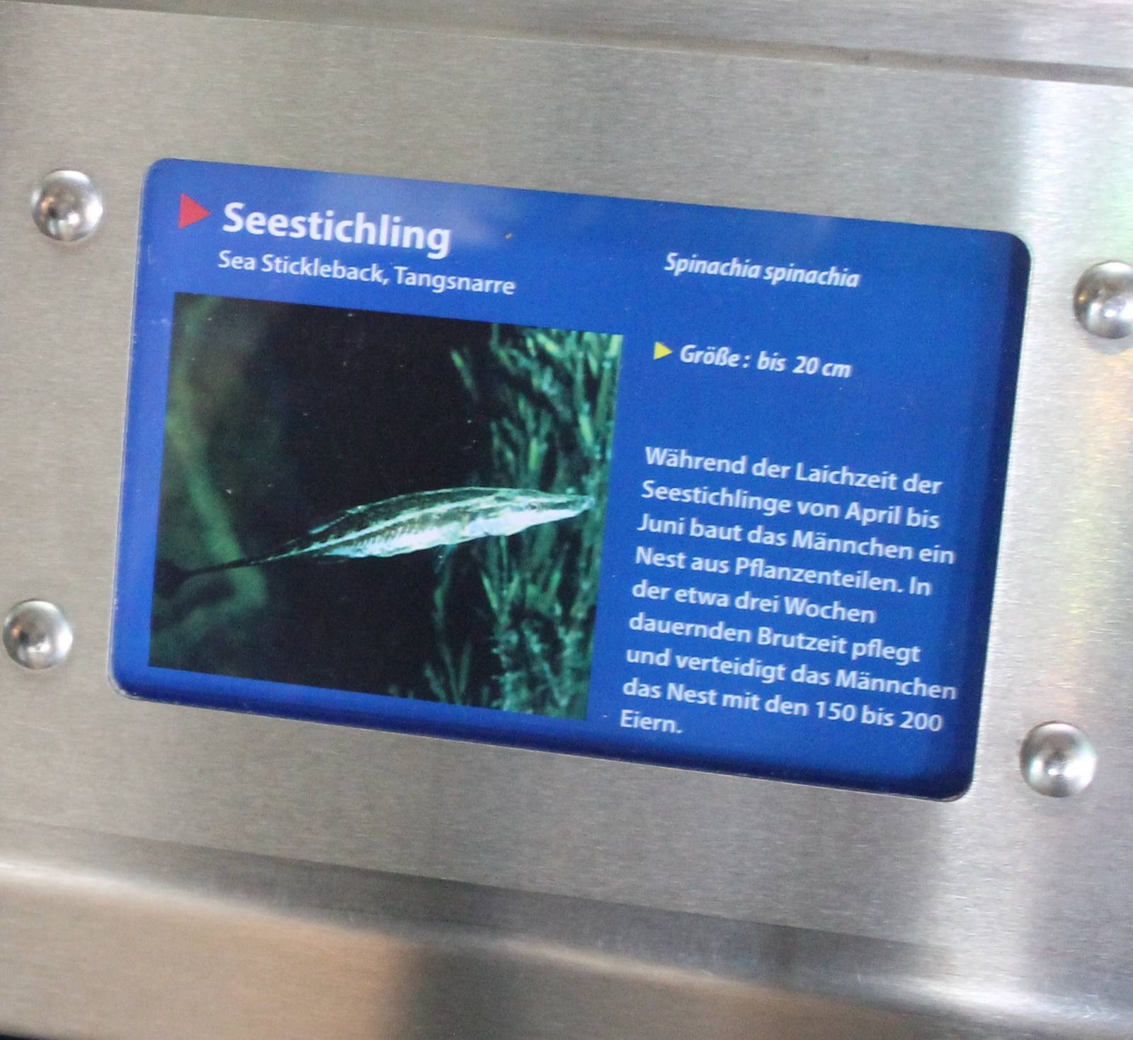 Sign Sea stickleback