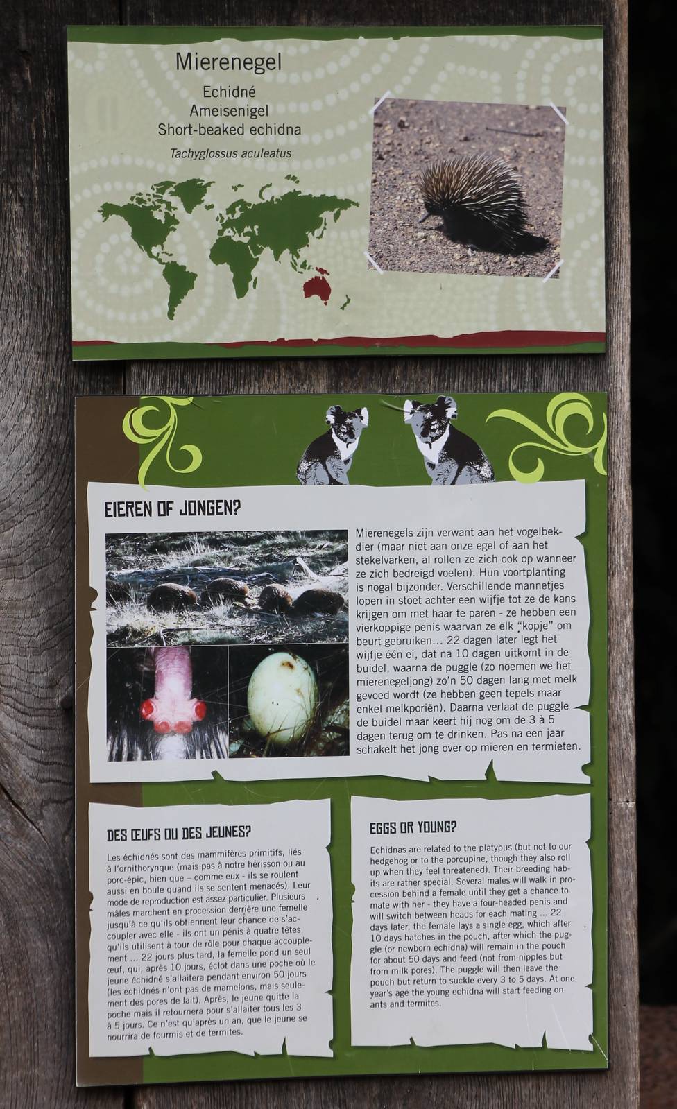 Sign Short-beaked echidna