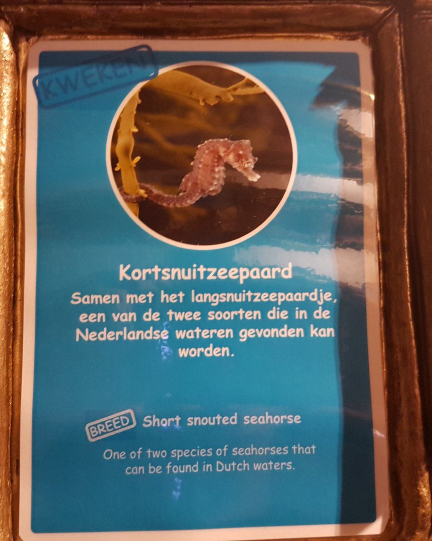 Sign Short-snouted seahorse