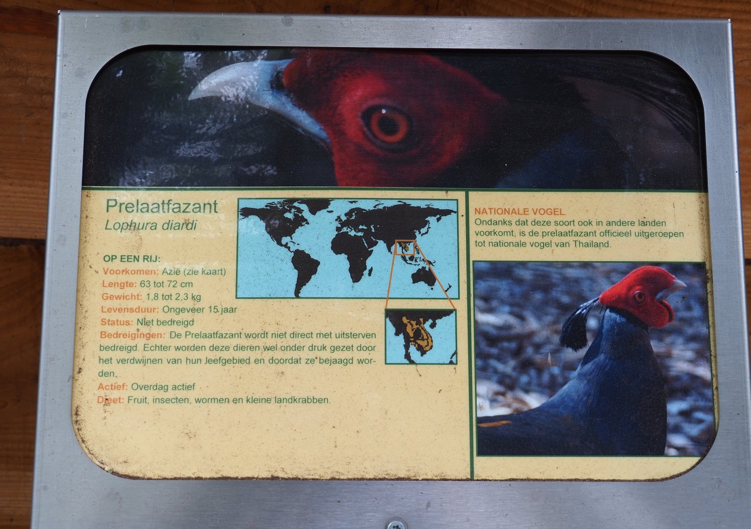 Sign Siamese fireback pheasant, 2019-05-25